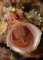   Warty frog fish bellowing  